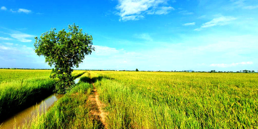 HAK SE RICE MILL