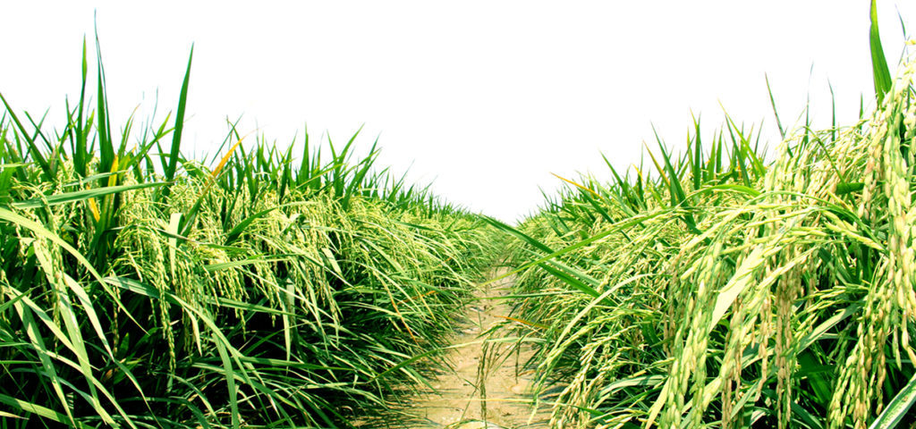 HAK SE RICE MILL